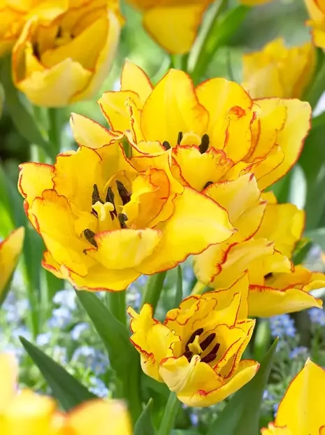 Tulipan Bukietowy (Tulipa) 'Aquila 5 szt.