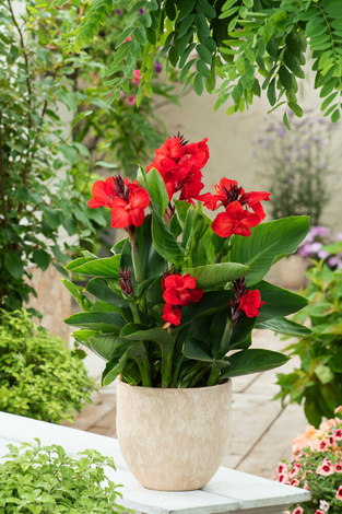 Paciorecznik (Canna) 'Happy Carmen' 1 szt.