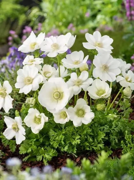 Zawilec (Anemone) Pojedynczy 'The Bride' 5 szt.