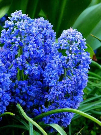 Szafirek (Muscari) 'Blue Spike' 10 szt.