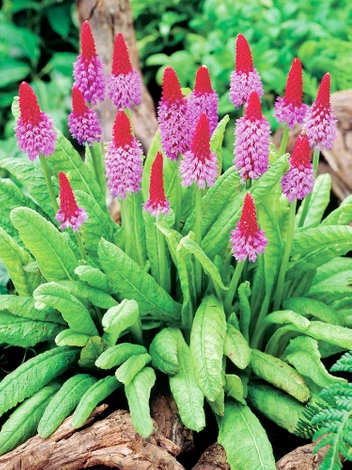 Pierwiosnek (Primula) 'Vialii'