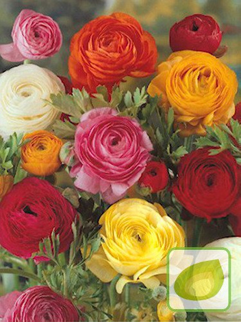 Jaskier (Ranunculus) Mega Mix