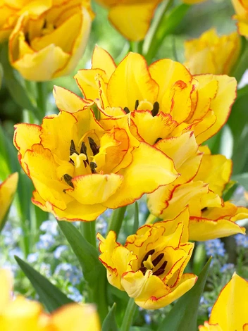 Tulipan Bukietowy (Tulipa) 'Aquila 5 szt.