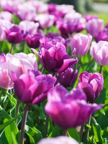 Tulipan Triumph (Tulipa) 'Purple Rain' 5 szt.