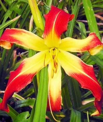 Liliowiec (Hemerocallis) Long Tall Sally