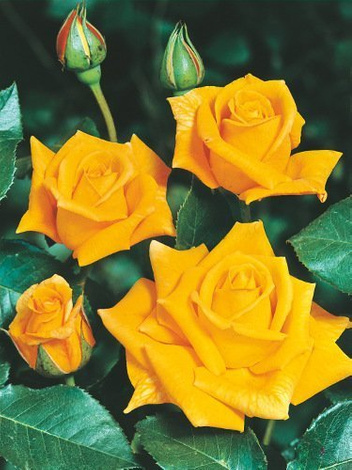 Róża (Rosa) Pnąca 'Royal Gold'