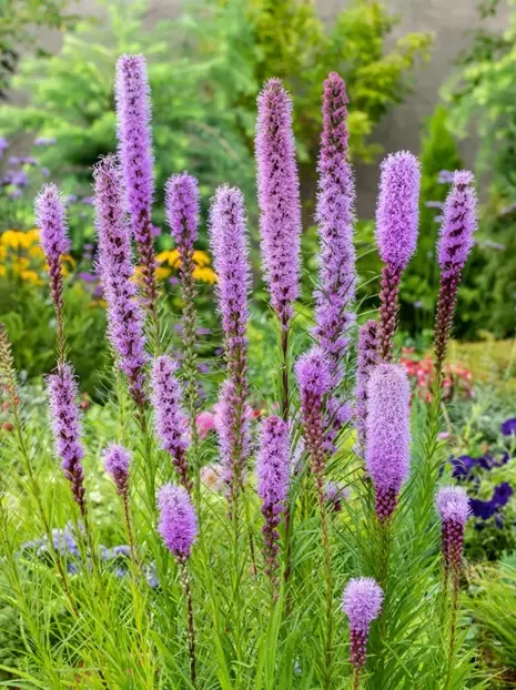 Liatra kłosowa (Liatris spicata)