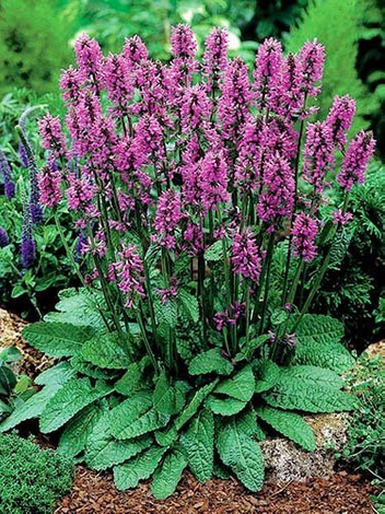 Czyściec gęstokwiatowy (Stachys monieri) 'Hummelo'