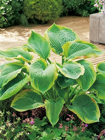 Funkia (Hosta sieboldiana) 'Frances Williams'