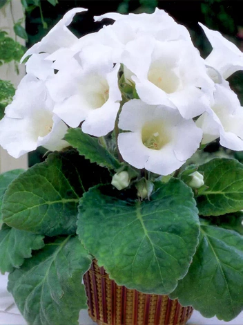 Gloksynia Gloxinia (Sinningia) 'Mount Blanc'