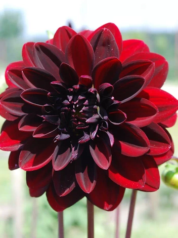 Dalia Tania (Dahlia) 'Arabian Night' 1 szt.