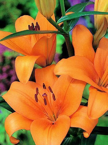 Lilia Pomarańczowa Tania Azjatycka (Lilium) 1 szt.