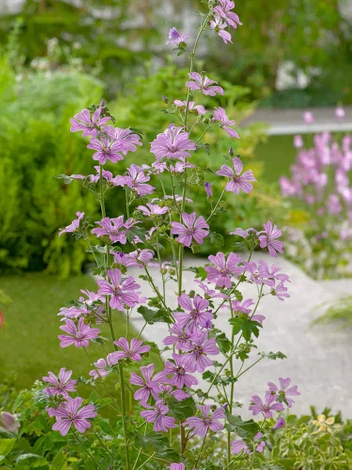 Dziki ślaz (Malva sylvestris) 1 szt.