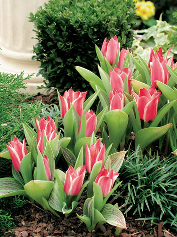 Tulipan Niski (Tulipa) 'Pinocchio' 5 szt.