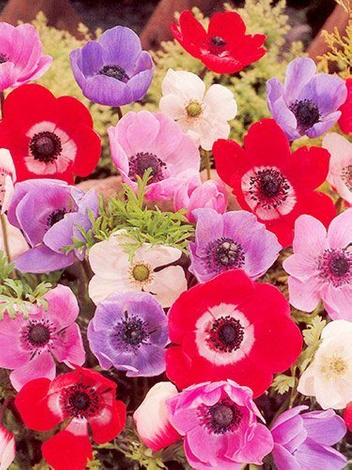 Zawilec (Anemone coronaria) 'De Caen' Mix 10 szt.