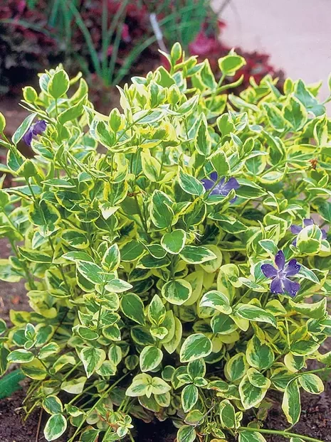 Barwinek większy (Vinca) 'Variegata'