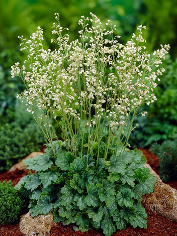 Żurawka (Heuchera) 'White Cloud'