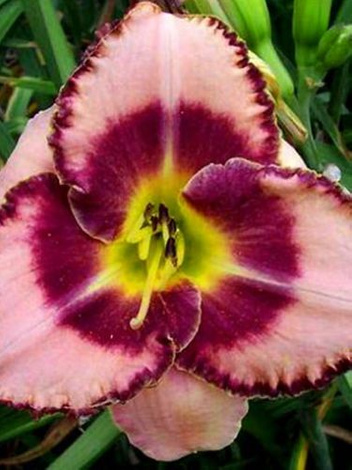 Liliowiec (Hemerocallis) Spacecoast Picotee Prince