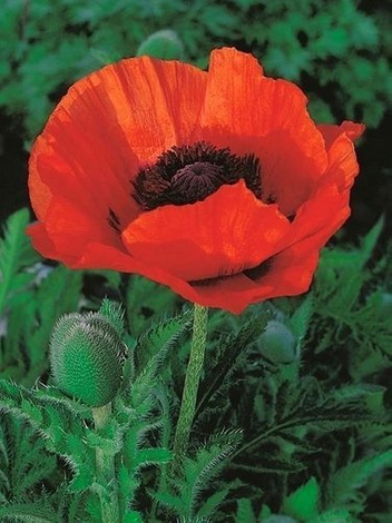 Mak Tani (Papaver orientale) 'Marcus Perry'