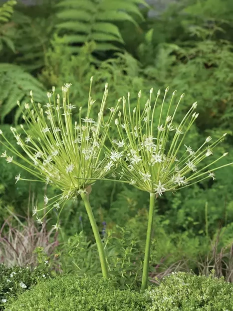 Czosnek (Allium schubertii) 'Artic Snow' 1 szt.