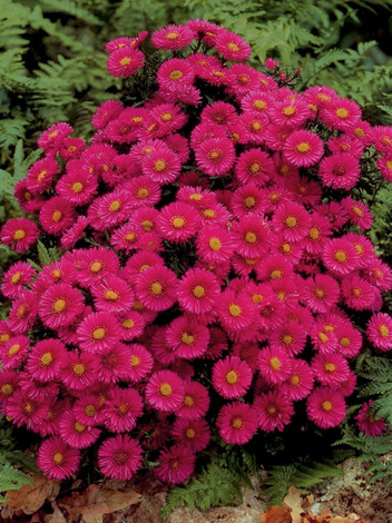 Aster krzaczasty (Aster dumosus) 'Jenny' 1 szt.