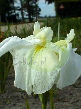 Irys Ensata White Lady