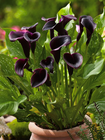 Kalia (Calla) 'Black Star' 1 szt.