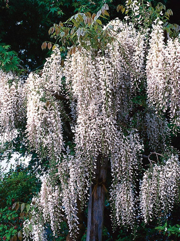 Glicynia (Wisteria) Chińska Biała