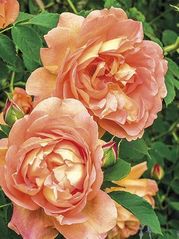 Róża Parkowa (Rosa) 'Westerland'