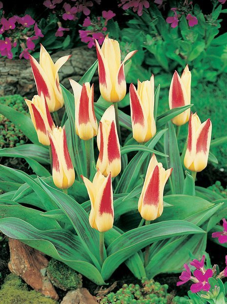 Tulipan Kaufmanna Tani (Tulipa) 'Johann Strauss' 5 szt.