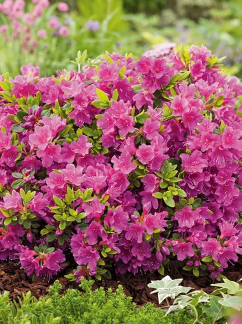 Azalia japońska 'Geisha Purple'