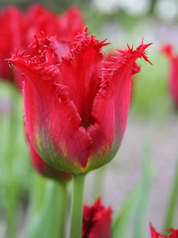 Tulipan Strzępiasty (Tulipa) 'Pacific Pearl' 5 szt.