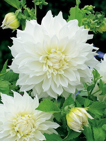 Dalia (Dahlia) 'Fleurel'