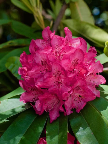 Różanecznik (Rhododendron) Różowy  