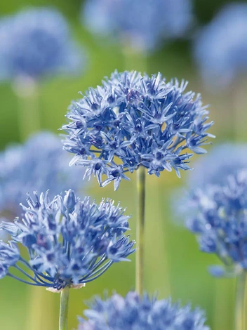 Czosnek Ozdobny (Allium) 'Caeruleum' 10 szt.