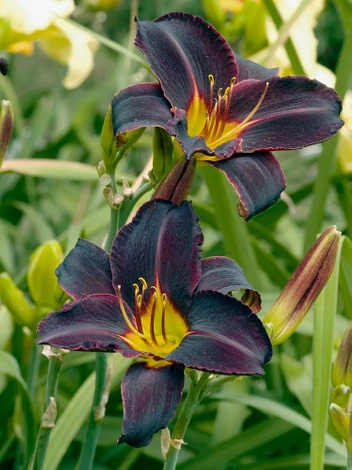 Liliowiec (Hemerocallis) 'Black Stockings' 1 szt.