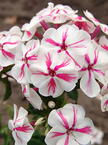 Floks (Phlox paniculata) 'Twister'