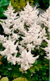 Tawułka (Astilbe) ’Deutschland’