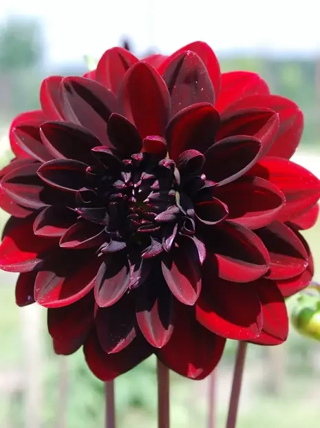 Dalia Tania (Dahlia) 'Arabian Night' 1 szt.