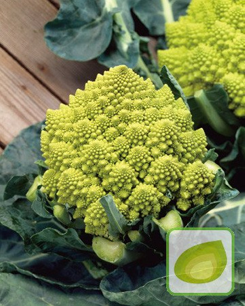 Nasiona Kalafior Romanesco