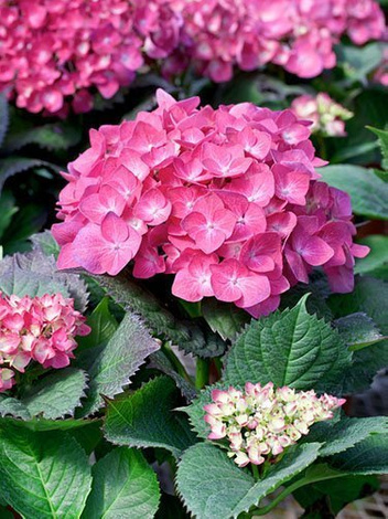 Hortensja Ogrodowa (Hydrangea) Różowa