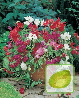 Nasiona Groszek Pachnący Mix - Lathyrus Odoratus