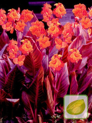 Paciorecznik (Canna) 'Tropicana'