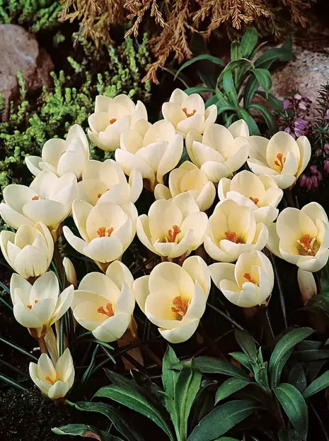 Krokus Botaniczny (Crocus) ''Cream Beauty' 10 szt.