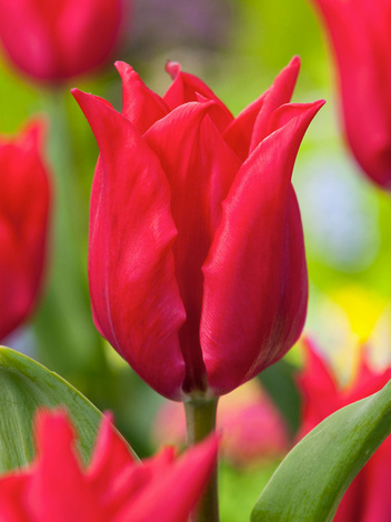 Tulipan (Tulipa) Liliokształtny 'Pretty Woman' 3 szt.