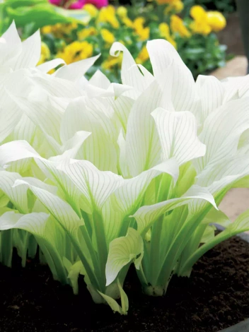 Funkia (Hosta) 'White Feather'