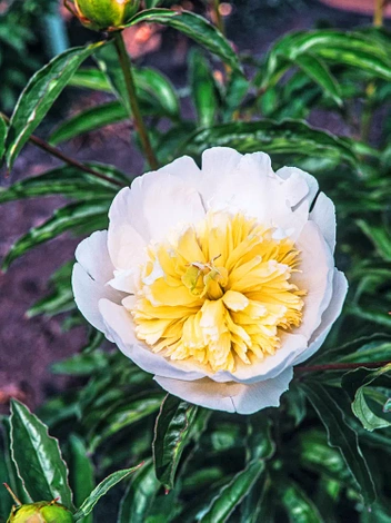 Piwonia (Paeonia) 'Honey Gold' 1 szt.