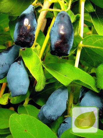 Jagoda Kamczacka (Lonicera coerulea var. kamtschatica) Duet