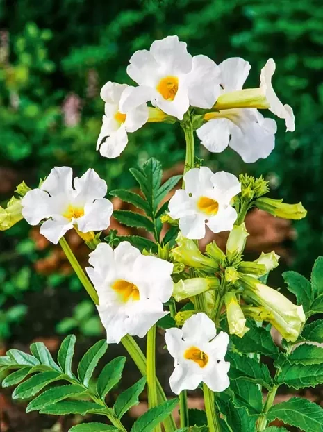 Inkarwilla (Incarvillea) 'Snowtop'