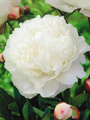 Piwonia chińska (Paeonia lactiflora) 'Gardenia'